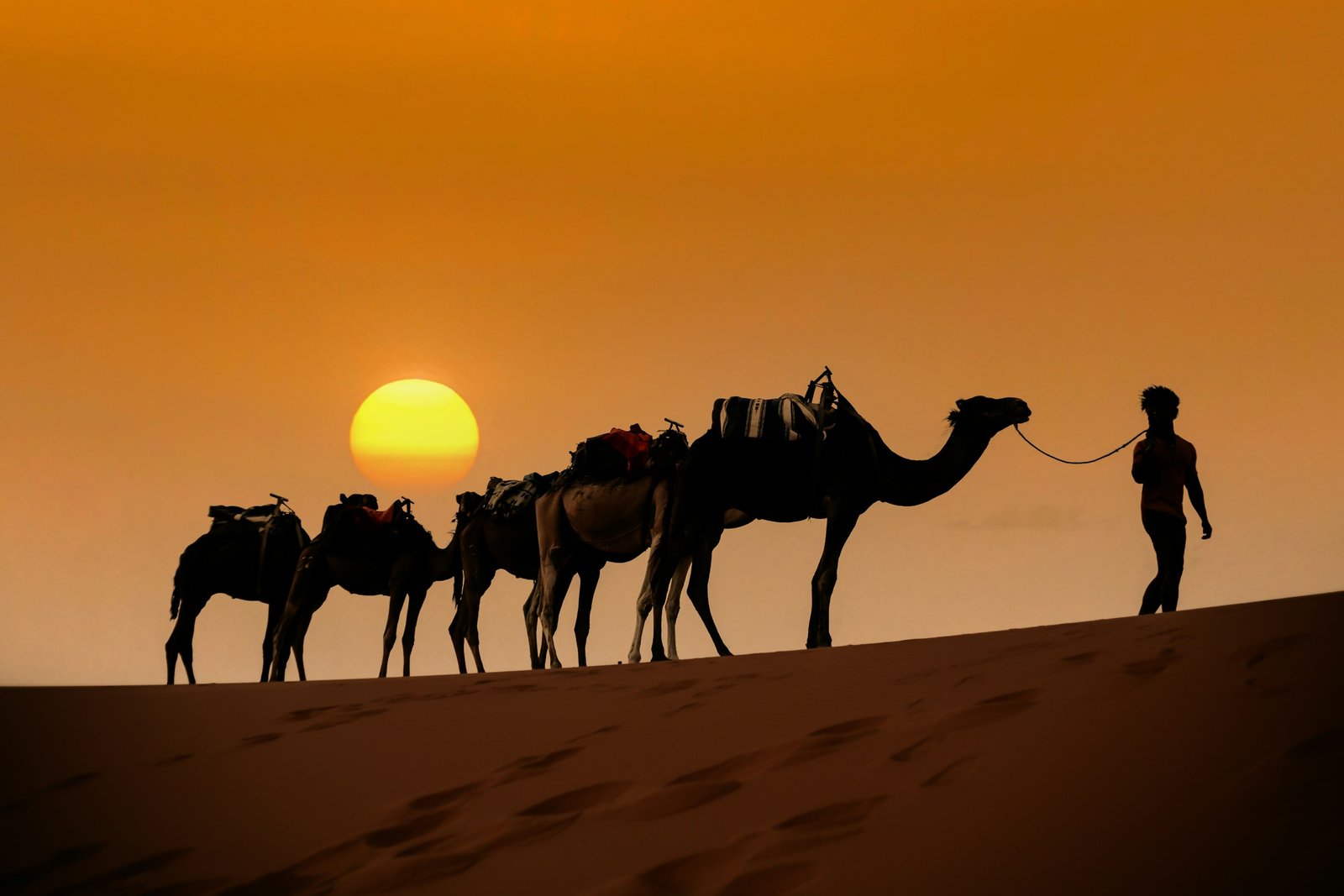 Berber guide leading a line of camels across the dunes near Merzouga, Morocco at sunset
