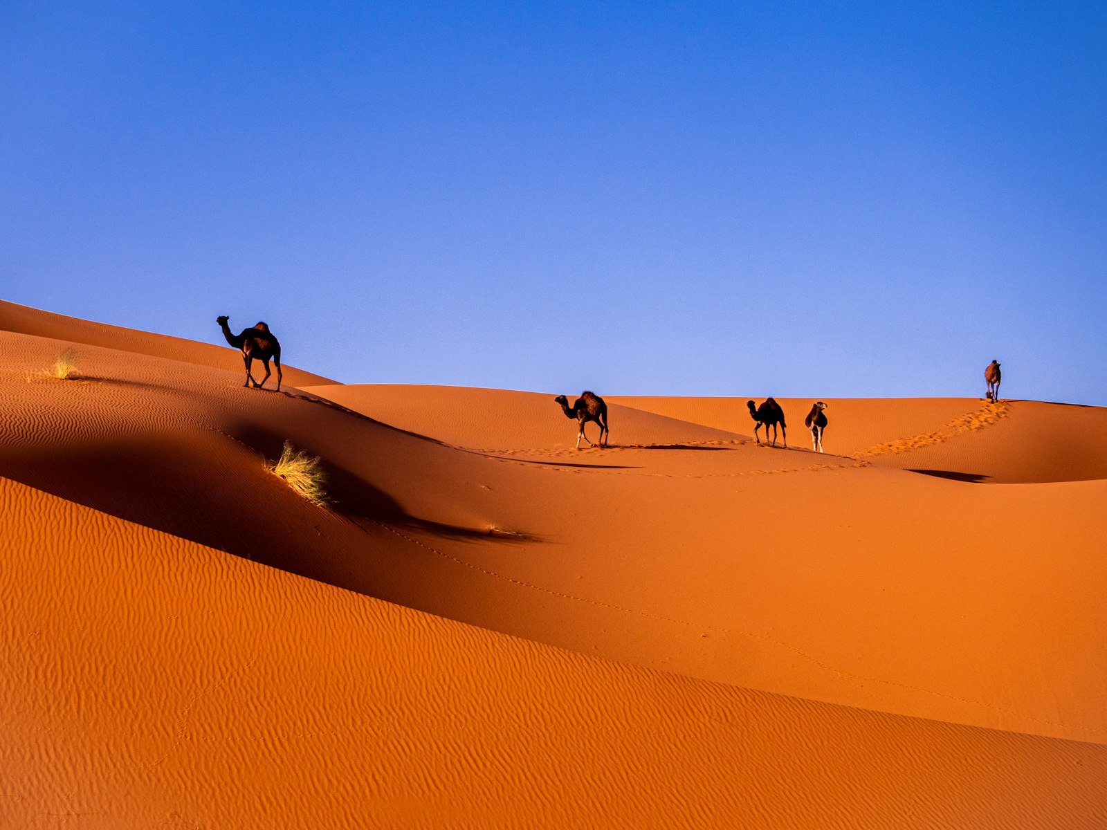 Camels crossing the golden dunes of Erg Chebbi